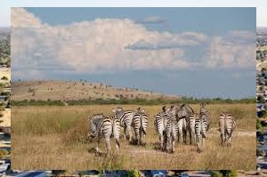 Zebras in Savuti Botswana